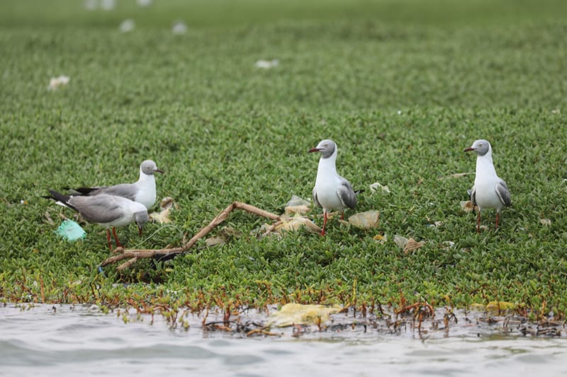 8. SAINT LOUIS 2 : Le Parc National de la Langue de Barbarie (île aux oiseaux)