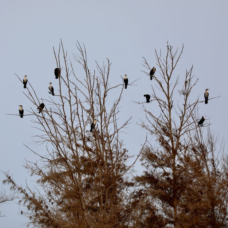 8. SAINT LOUIS 2 : Le Parc National de la Langue de Barbarie (île aux oiseaux)