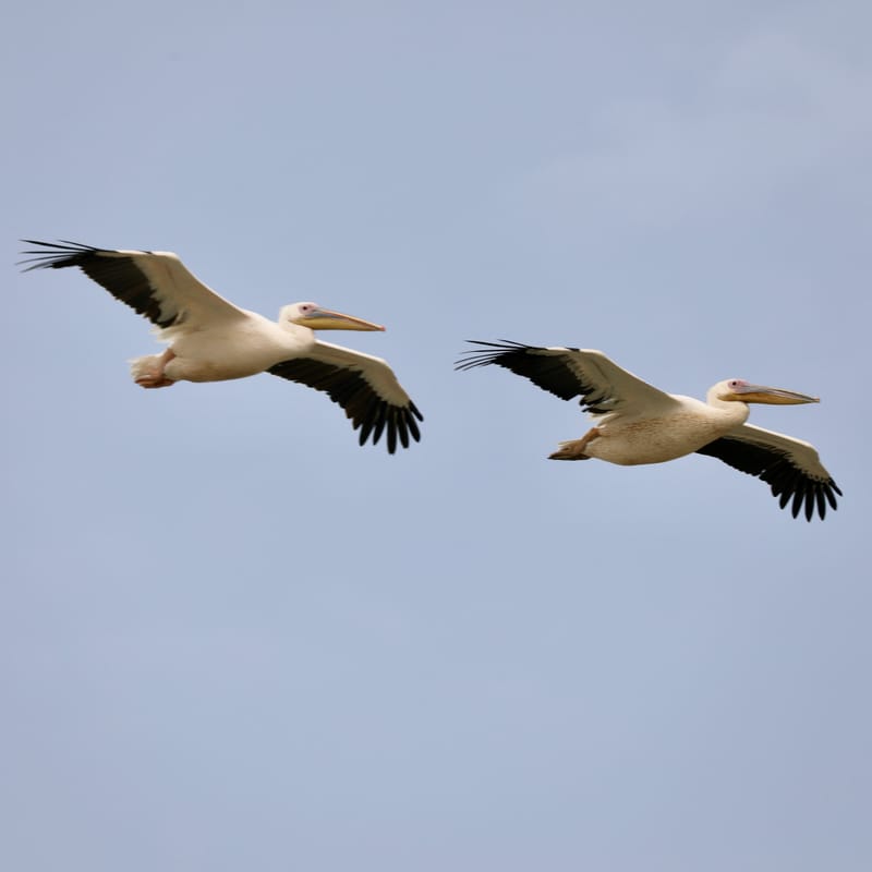 8. SAINT LOUIS 2 : Le Parc National de la Langue de Barbarie (île aux oiseaux)