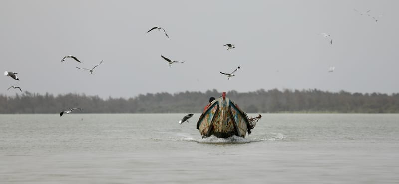 8. SAINT LOUIS 2 : Le Parc National de la Langue de Barbarie (île aux oiseaux)