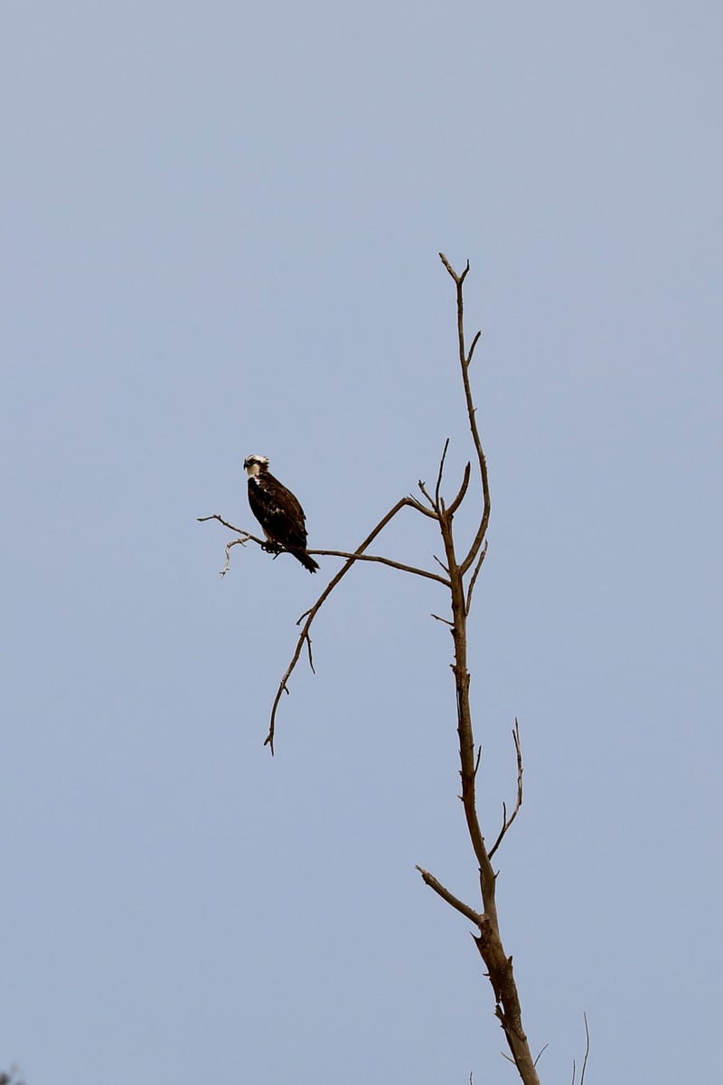 8. SAINT LOUIS 2 : Le Parc National de la Langue de Barbarie (île aux oiseaux)
