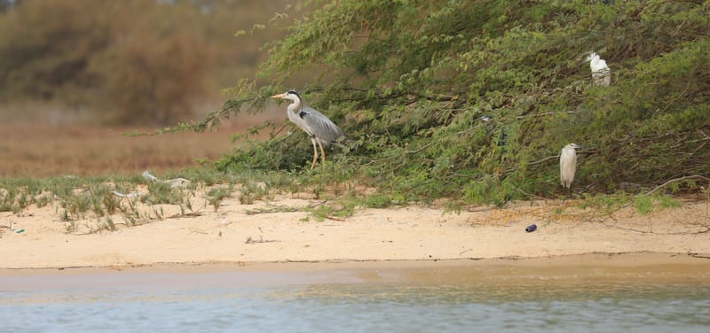 8. SAINT LOUIS 2 : Le Parc National de la Langue de Barbarie (île aux oiseaux)