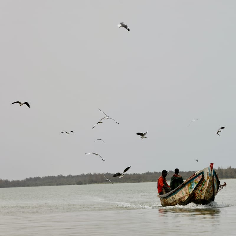 8. SAINT LOUIS 2 : Le Parc National de la Langue de Barbarie (île aux oiseaux)