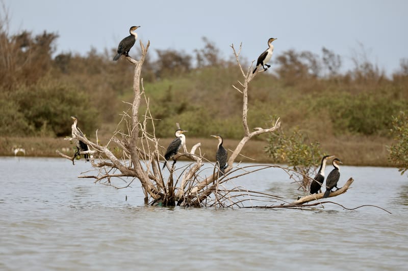8. SAINT LOUIS 2 : Le Parc National de la Langue de Barbarie (île aux oiseaux)