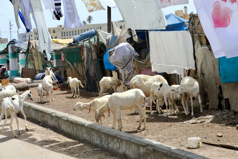 9. SAINT LOUIS 3 : Le Quartier des Pêcheurs, en calèche