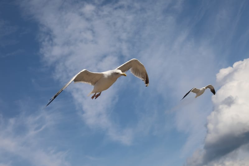 5. La Mer Baltique : retour croisière Oslo/Kiel (Allemagne), le long du Danemark (HRZ)