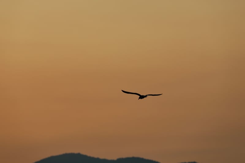 MONTENEGRO 1 : HERCEG NOVI