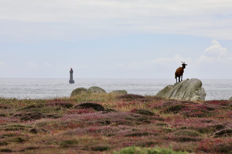 5. TOP de TOP chez les Insolites