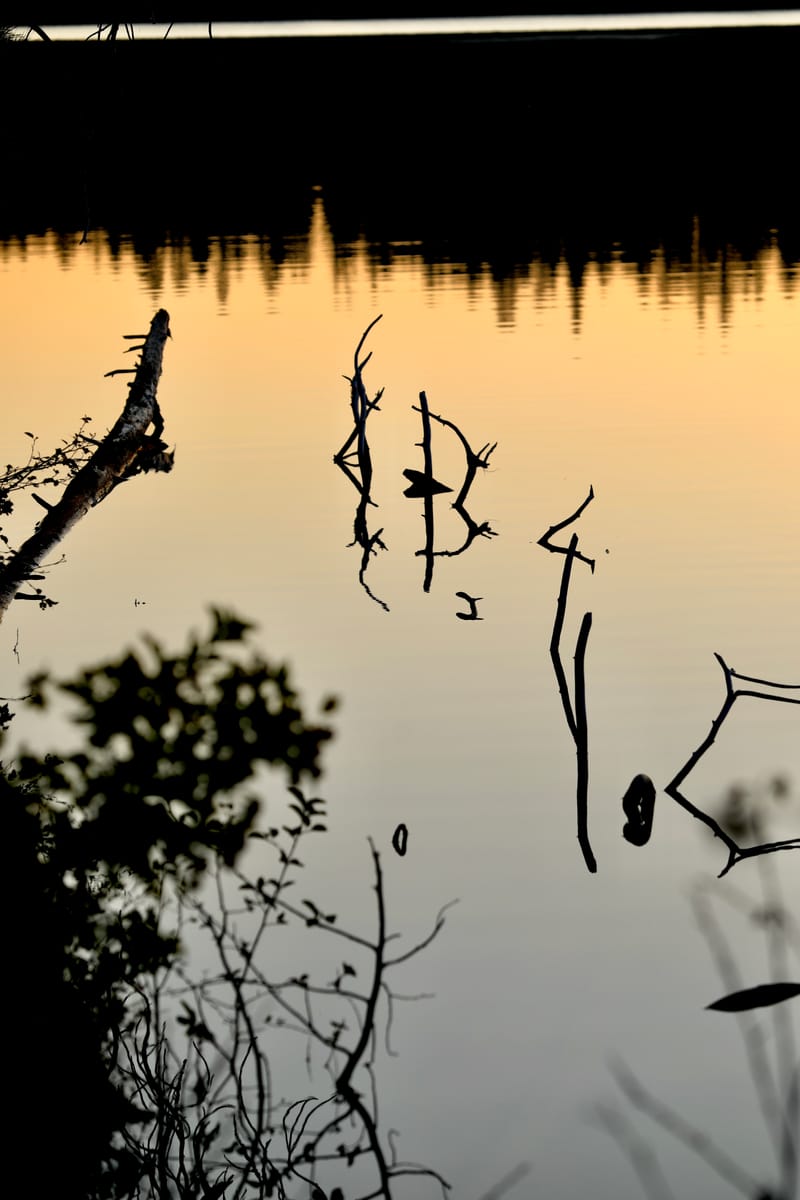 8. TOP de TOP : Reflets et bouts de bois sur le lac Sparks (vtl)