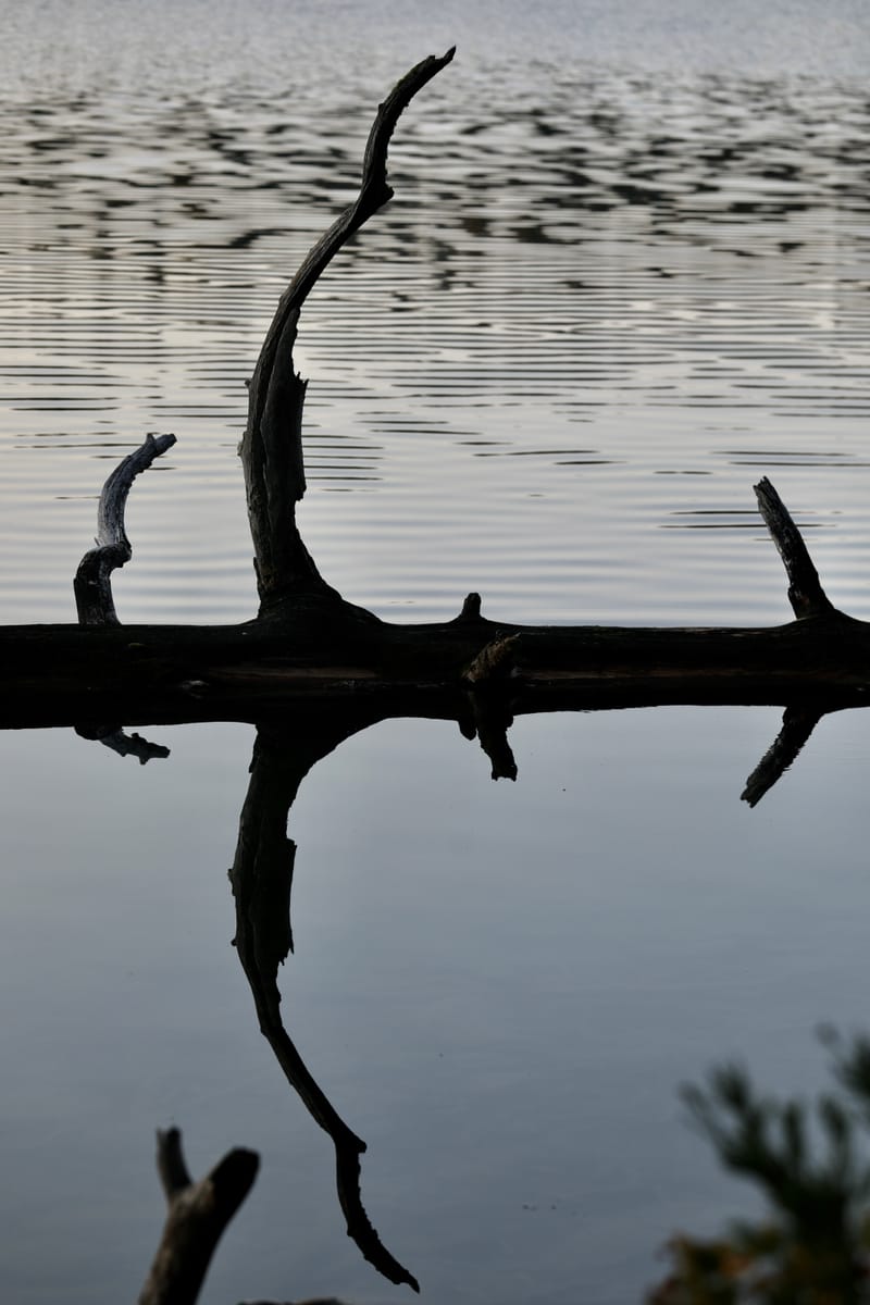 8. TOP de TOP : Reflets et bouts de bois sur le lac Sparks (vtl)