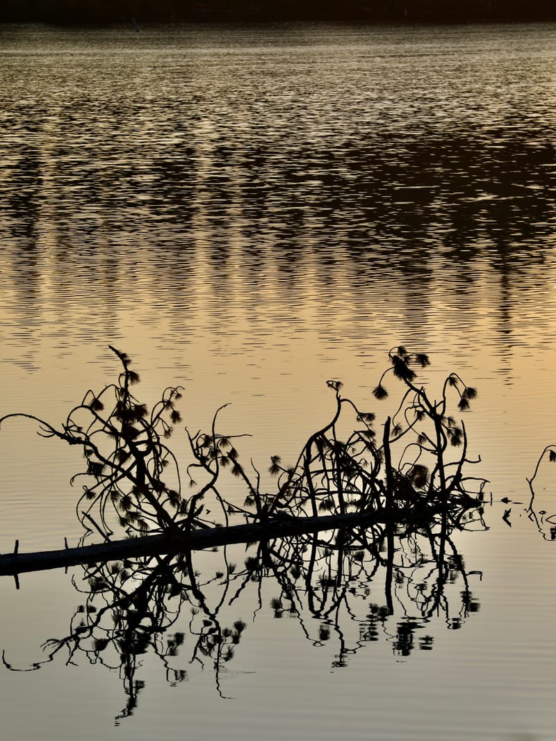 8. TOP de TOP : Reflets et bouts de bois sur le lac Sparks (vtl)