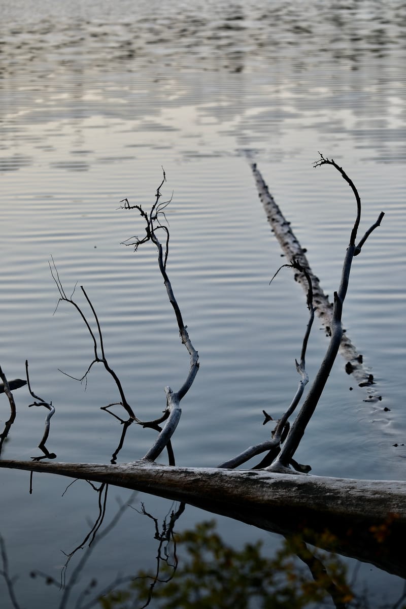 8. TOP de TOP : Reflets et bouts de bois sur le lac Sparks (vtl)
