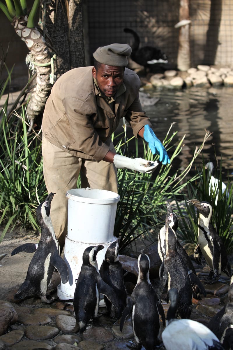 6. AFRIQUE DU SUD : A la recherche de l'identité Sud-Africaine...