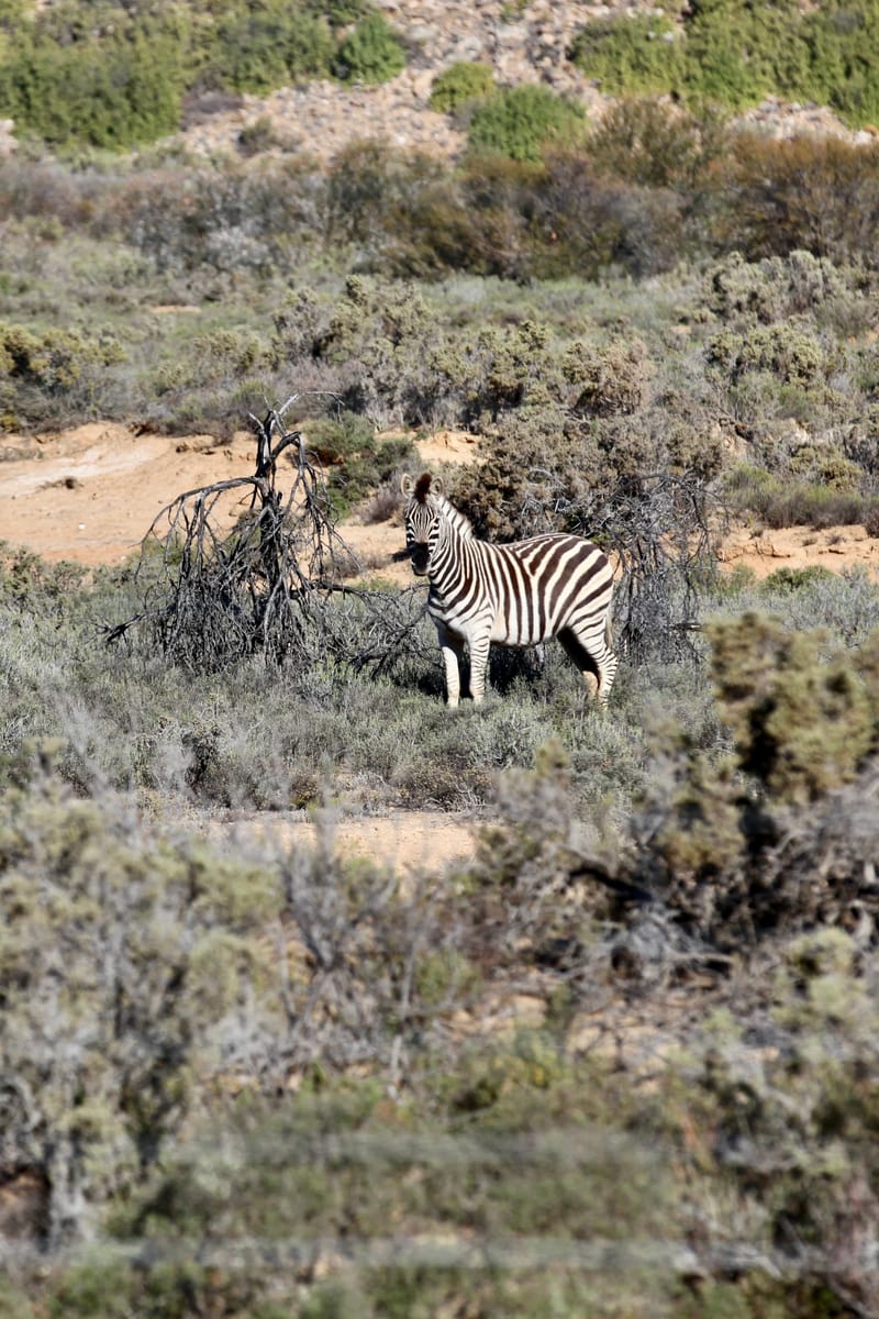 1. TOP de TOP des animaux à la verticale (VTL)