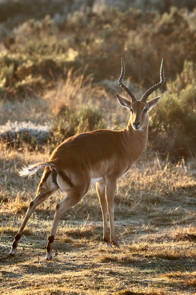 1. TOP de TOP des animaux à la verticale (VTL)