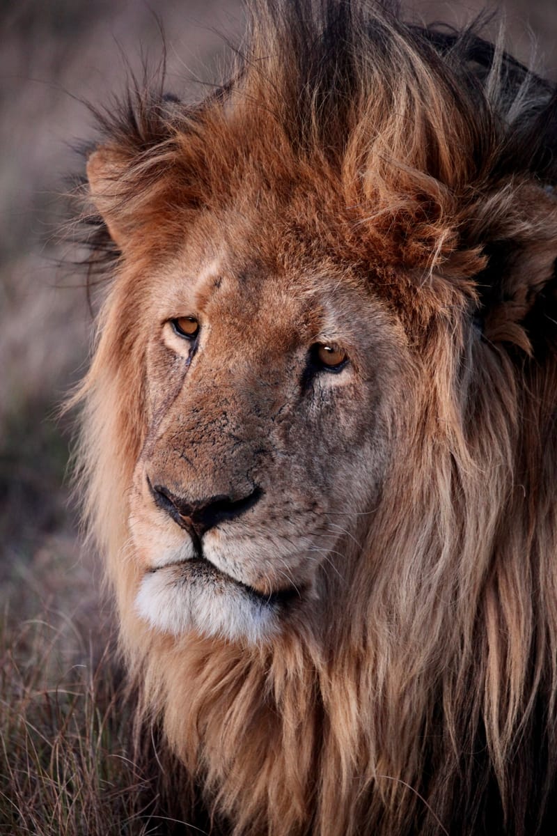 1. TOP de TOP des animaux à la verticale (VTL)