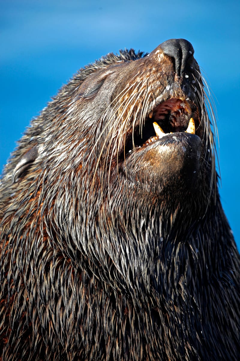 1. TOP de TOP des animaux à la verticale (VTL)
