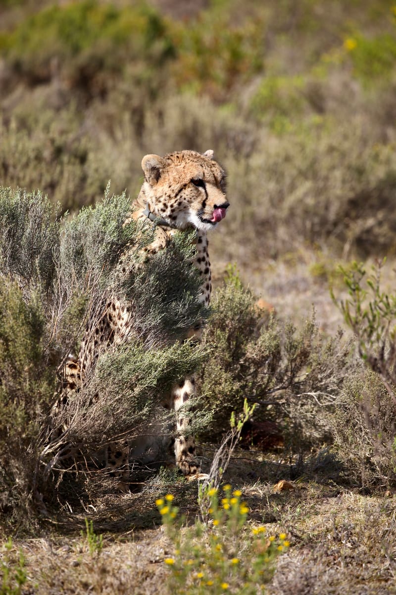 1. TOP de TOP des animaux à la verticale (VTL)