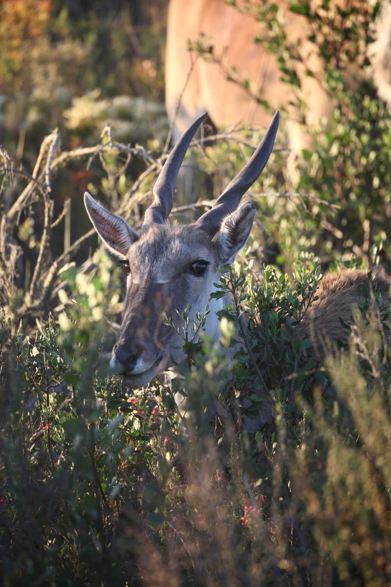 1. TOP de TOP des animaux à la verticale (VTL)