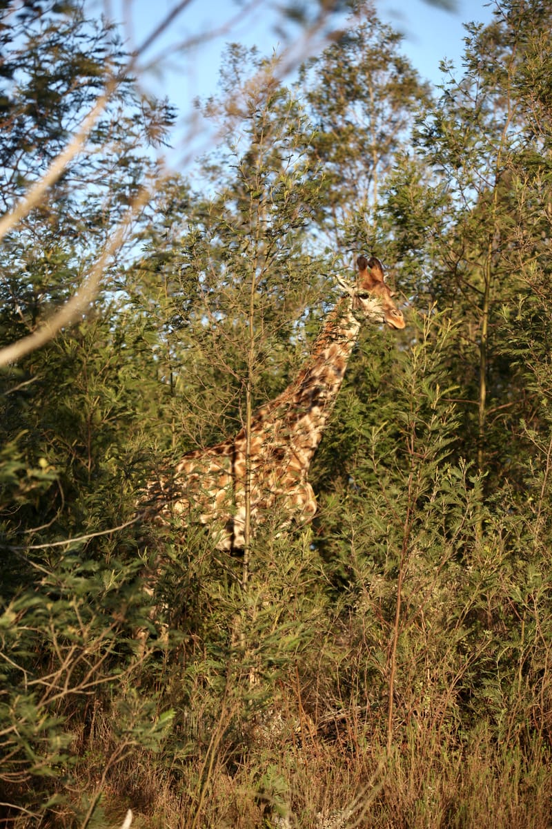 1. TOP de TOP des animaux à la verticale (VTL)