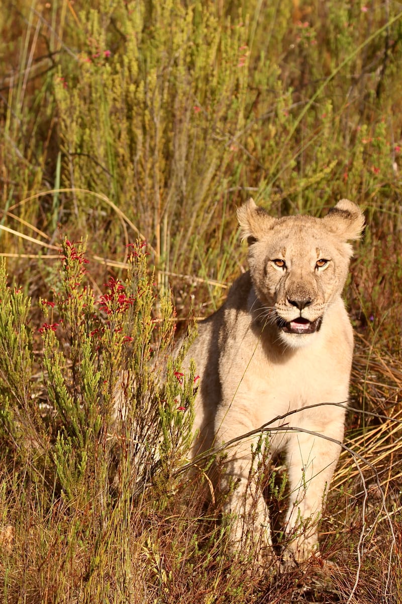 1. TOP de TOP des animaux à la verticale (VTL)