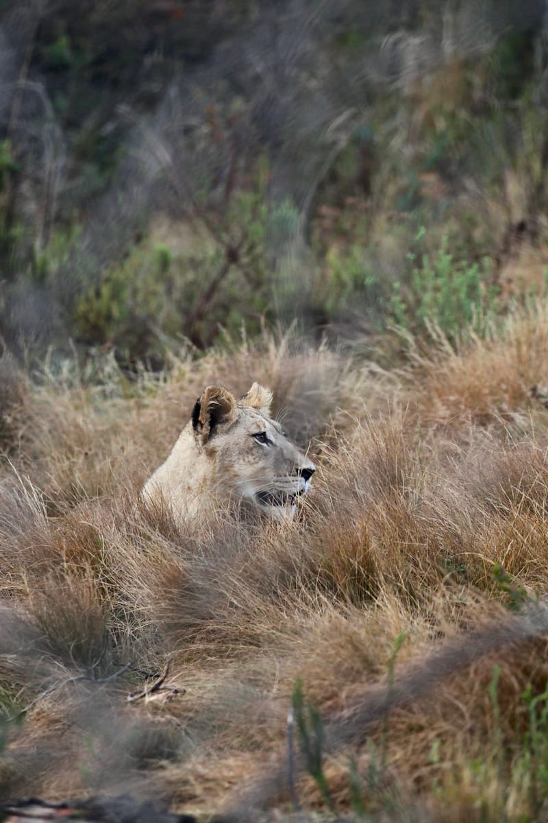 1. TOP de TOP des animaux à la verticale (VTL)