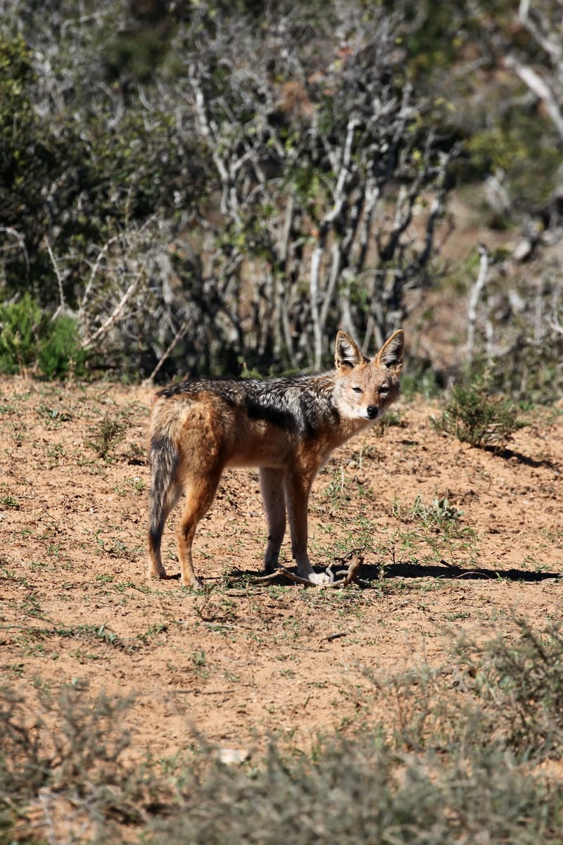 1. TOP de TOP des animaux à la verticale (VTL)