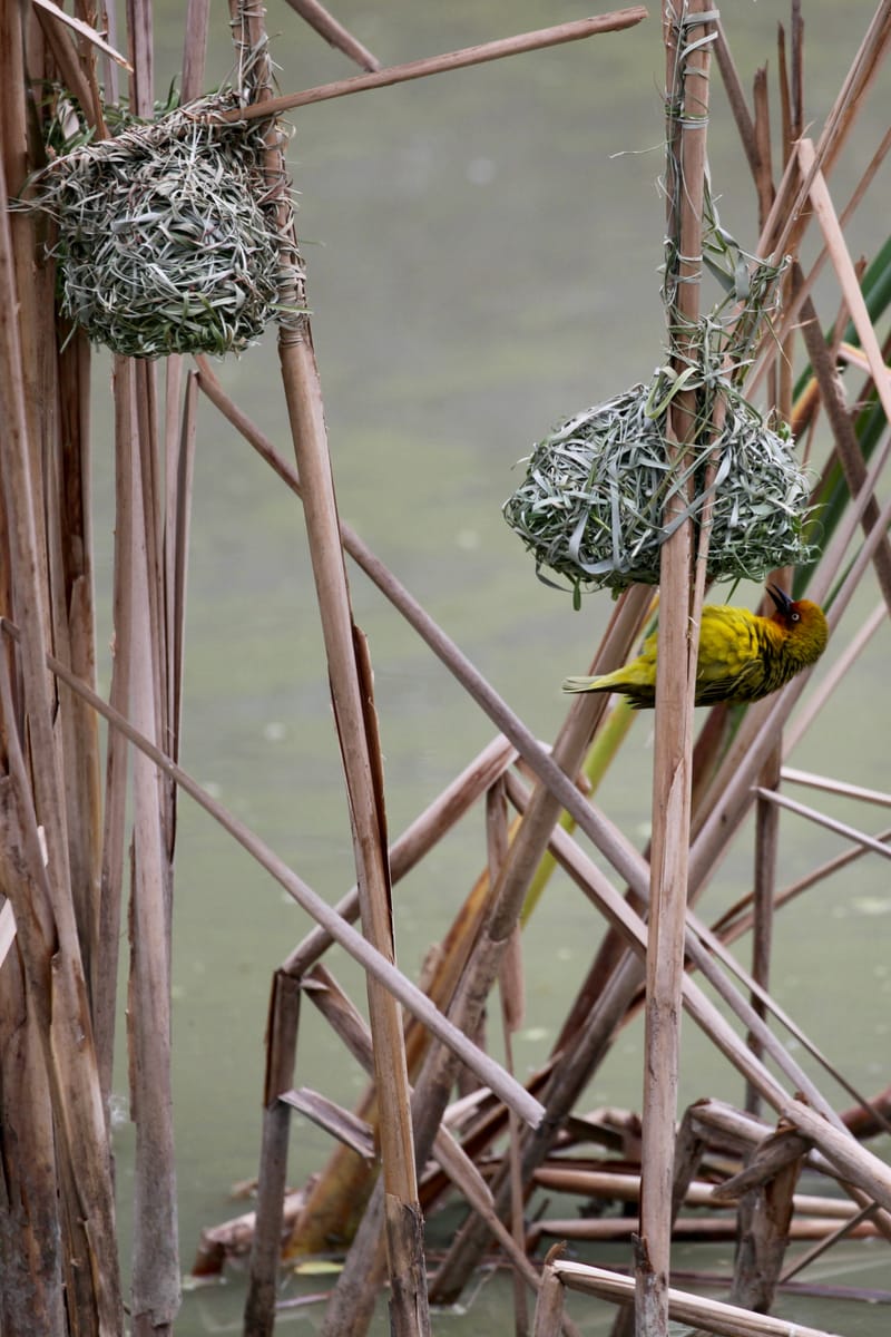 1. TOP de TOP des animaux à la verticale (VTL)