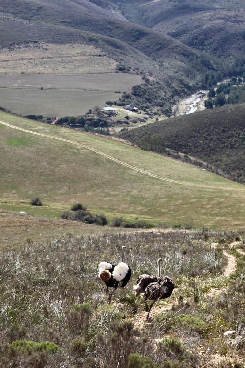 1. TOP de TOP des animaux à la verticale (VTL)