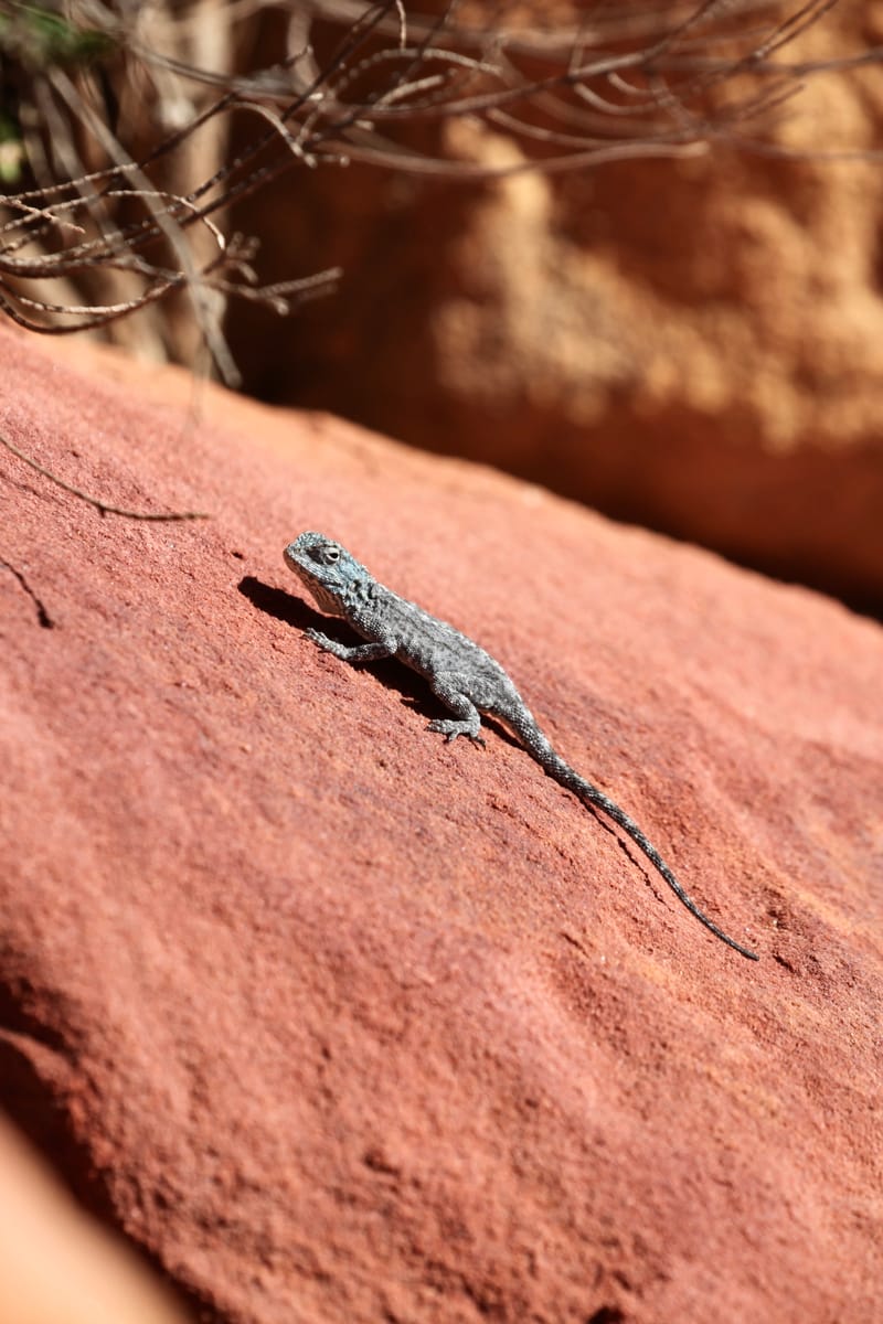 1. TOP de TOP des animaux à la verticale (VTL)