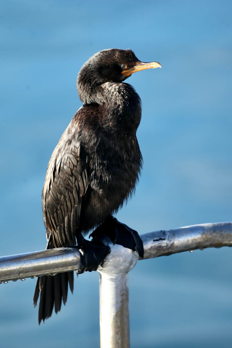 1. TOP de TOP des animaux à la verticale (VTL)
