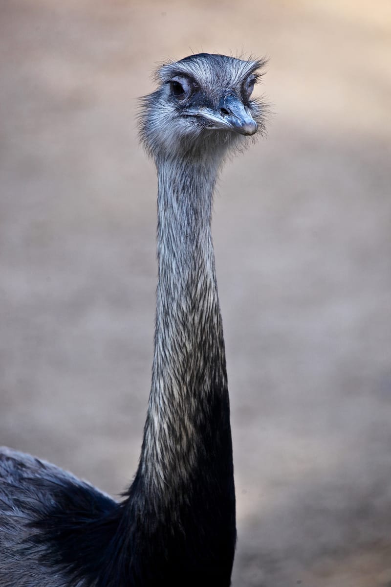 1. TOP de TOP des animaux à la verticale (VTL)