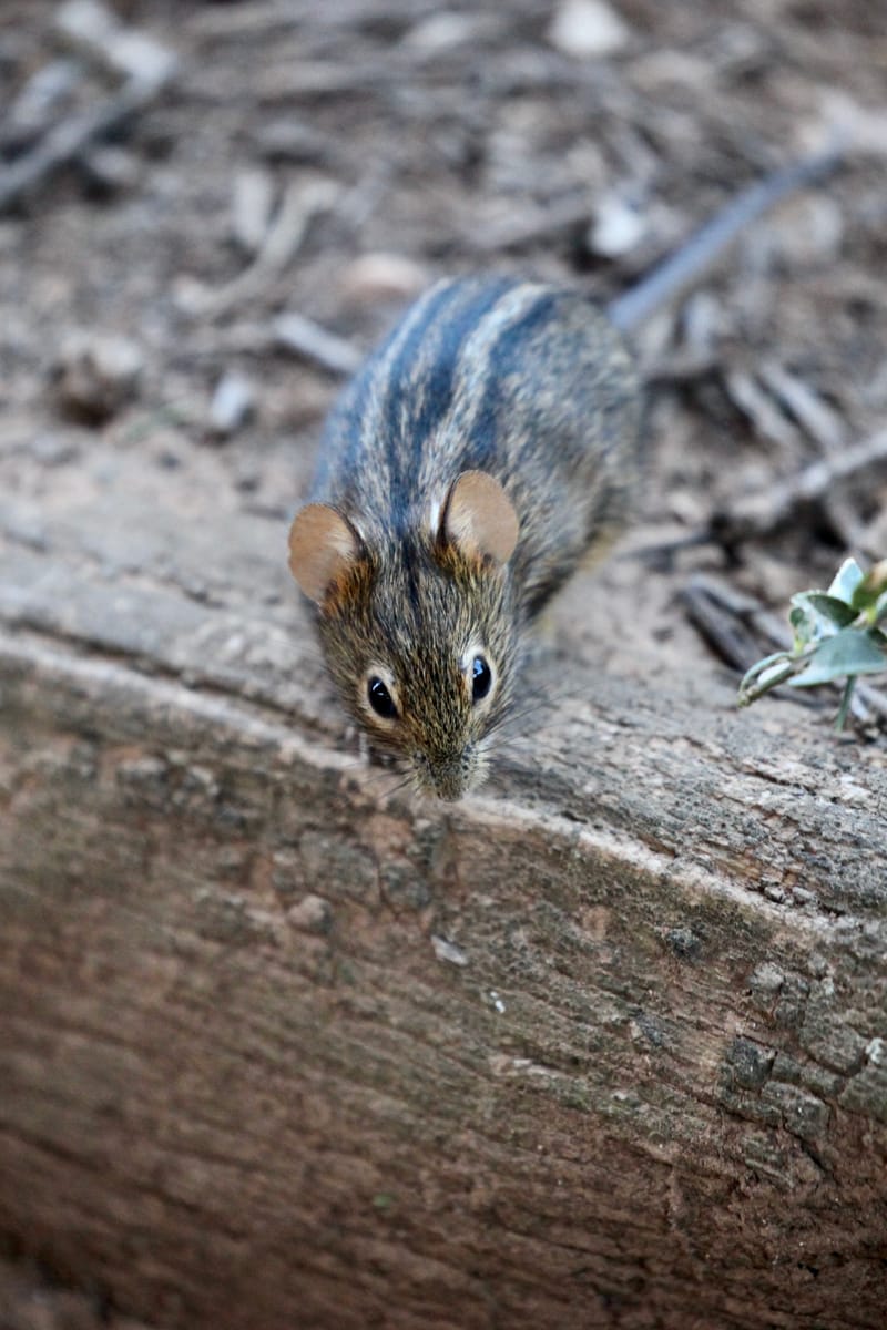 1. TOP de TOP des animaux à la verticale (VTL)