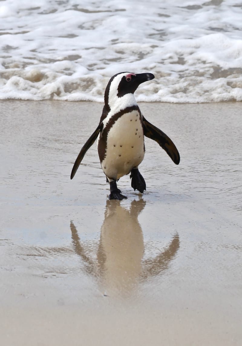 1. TOP de TOP des animaux à la verticale (VTL)