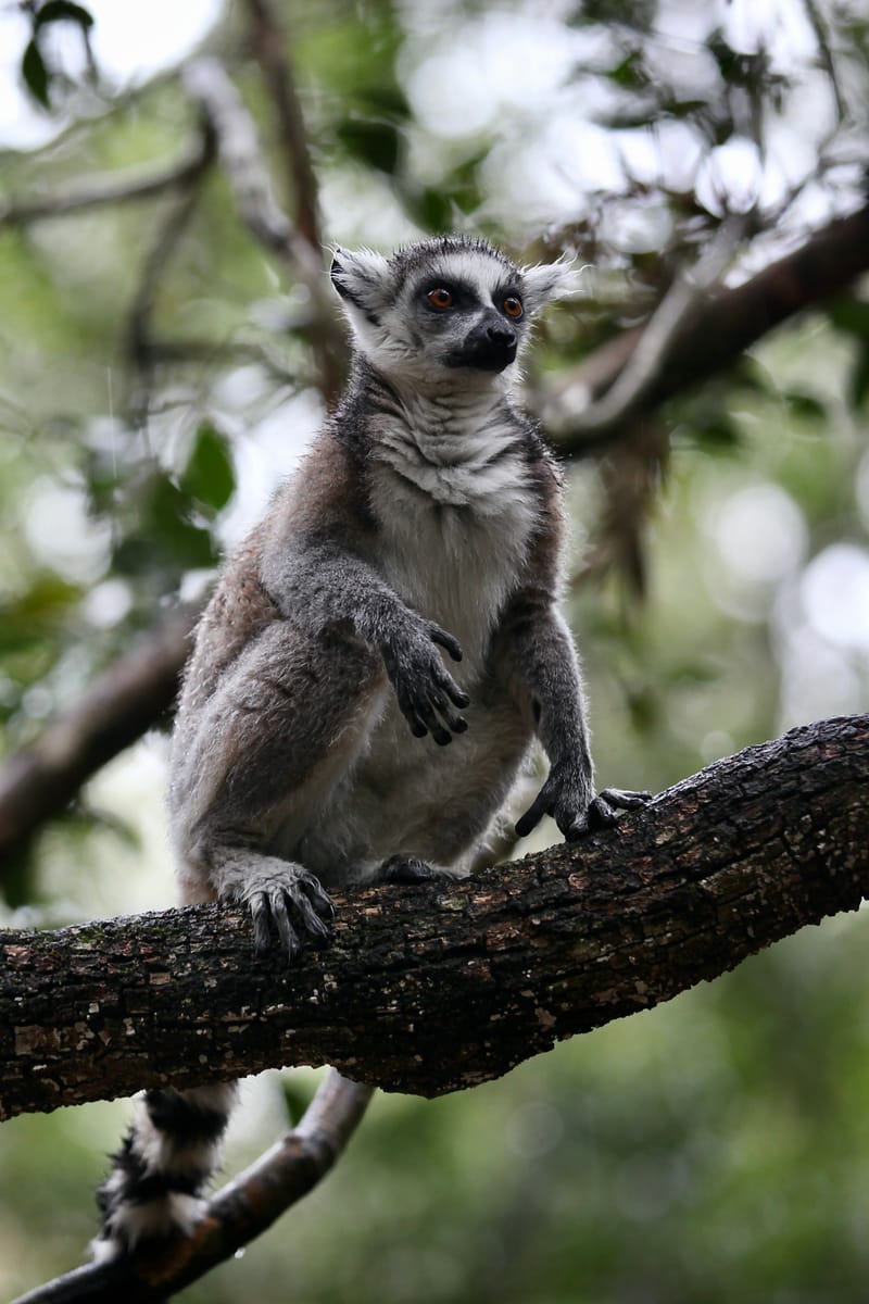 1. TOP de TOP des animaux à la verticale (VTL)