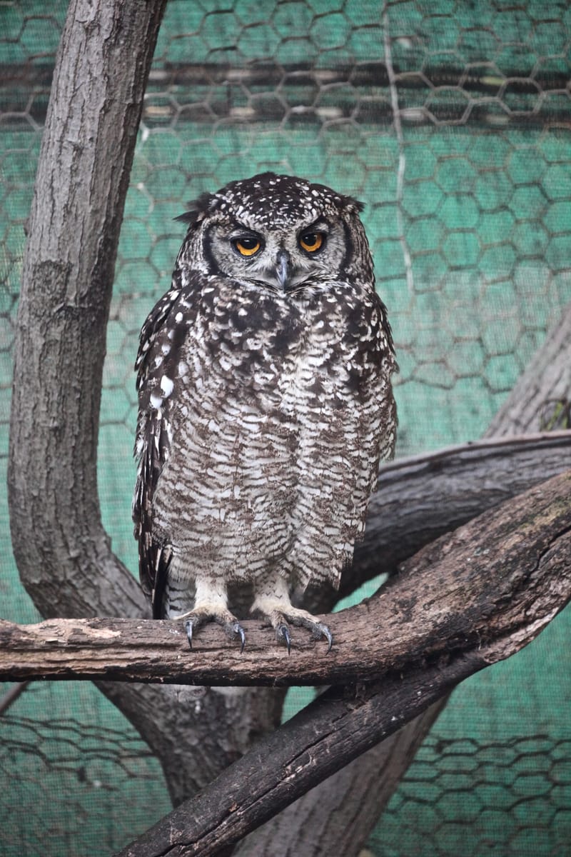 1. TOP de TOP des animaux à la verticale (VTL)