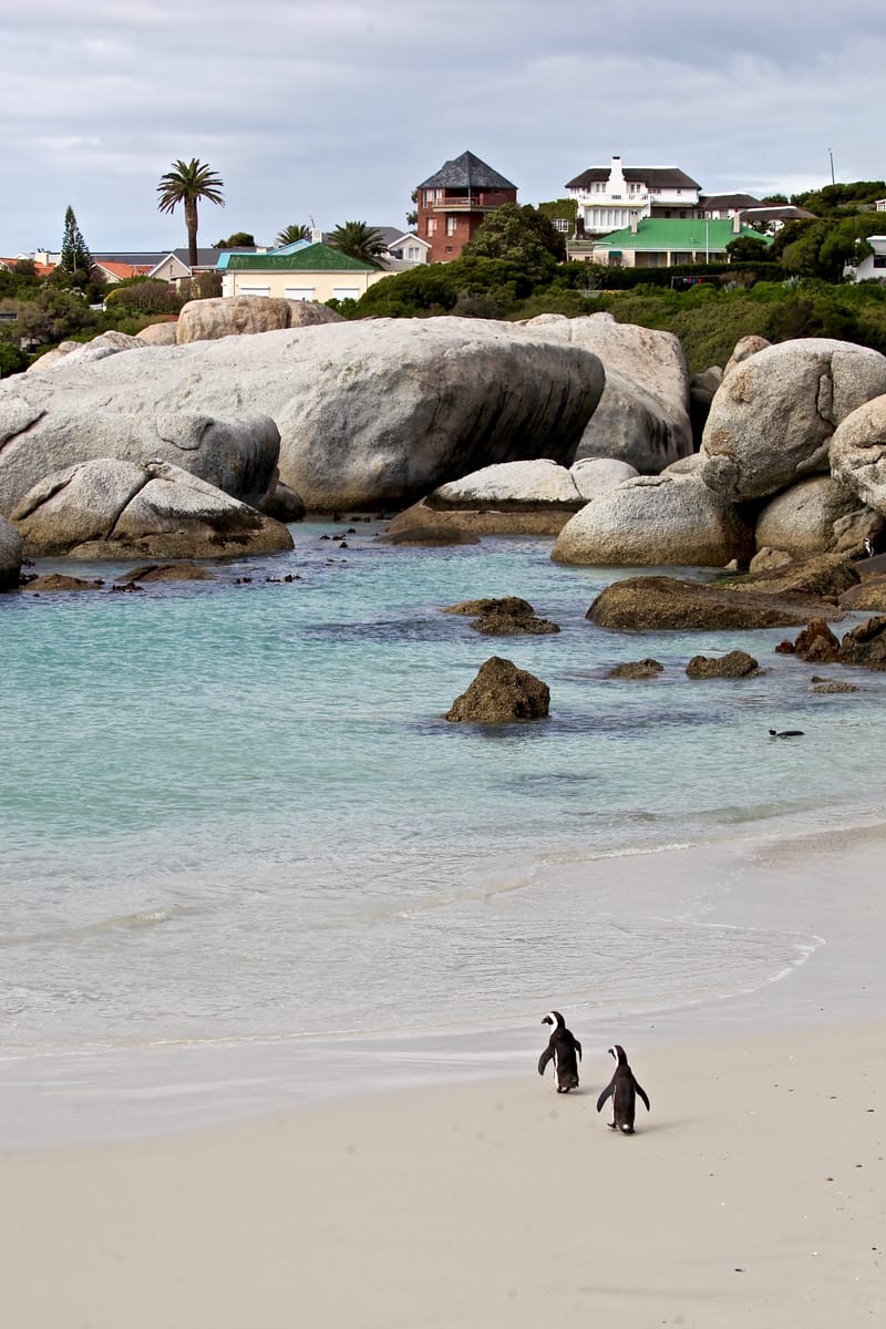 1. TOP de TOP des animaux à la verticale (VTL)