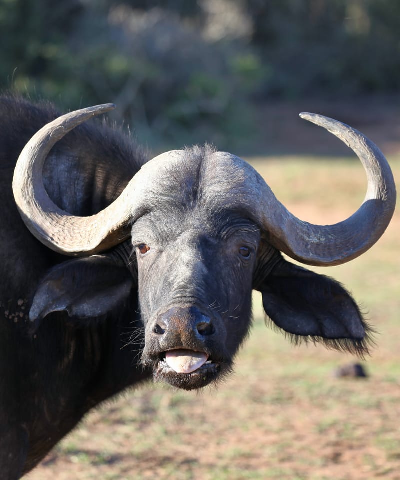 2. TOP de TOP : Animaux sauvages mis en carré (CCC)