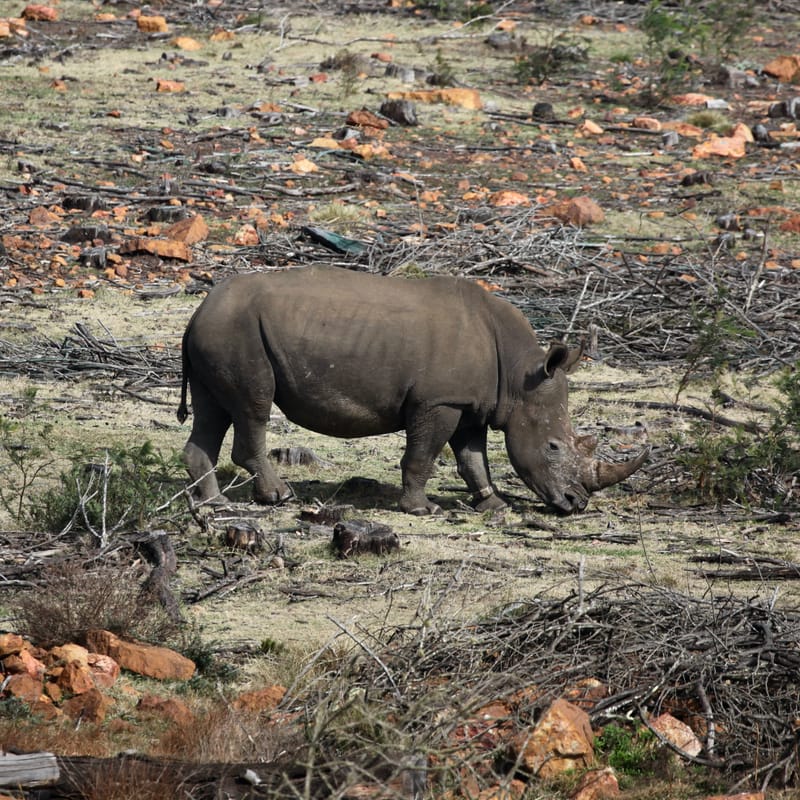 2. TOP de TOP : Animaux sauvages mis en carré (CCC)