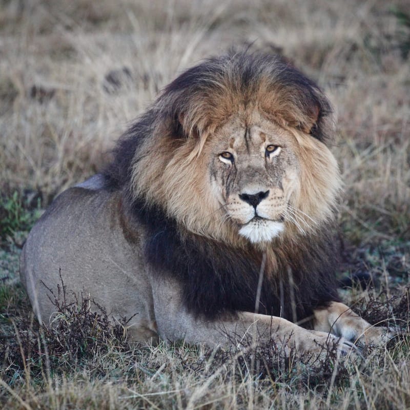 2. TOP de TOP : Animaux sauvages mis en carré (CCC)