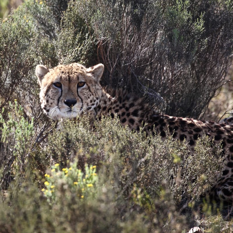 2. TOP de TOP : Animaux sauvages mis en carré (CCC)