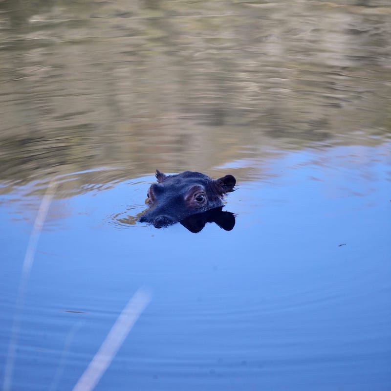 2. TOP de TOP : Animaux sauvages mis en carré (CCC)