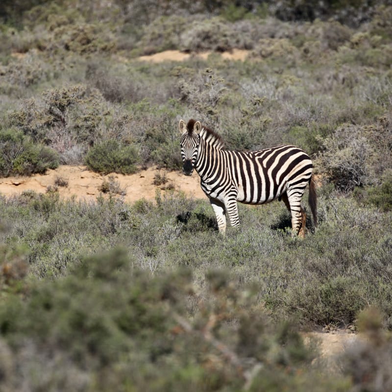 2. TOP de TOP : Animaux sauvages mis en carré (CCC)
