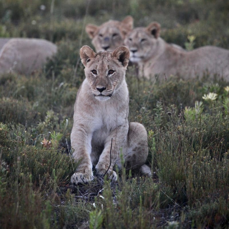 2. TOP de TOP : Animaux sauvages mis en carré (CCC)