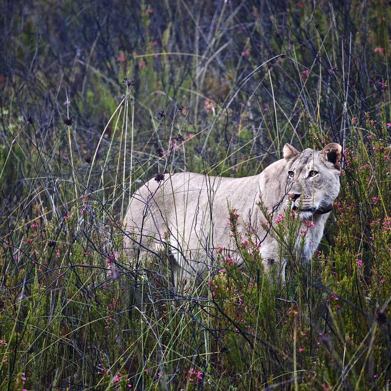 2. TOP de TOP : Animaux sauvages mis en carré (CCC)