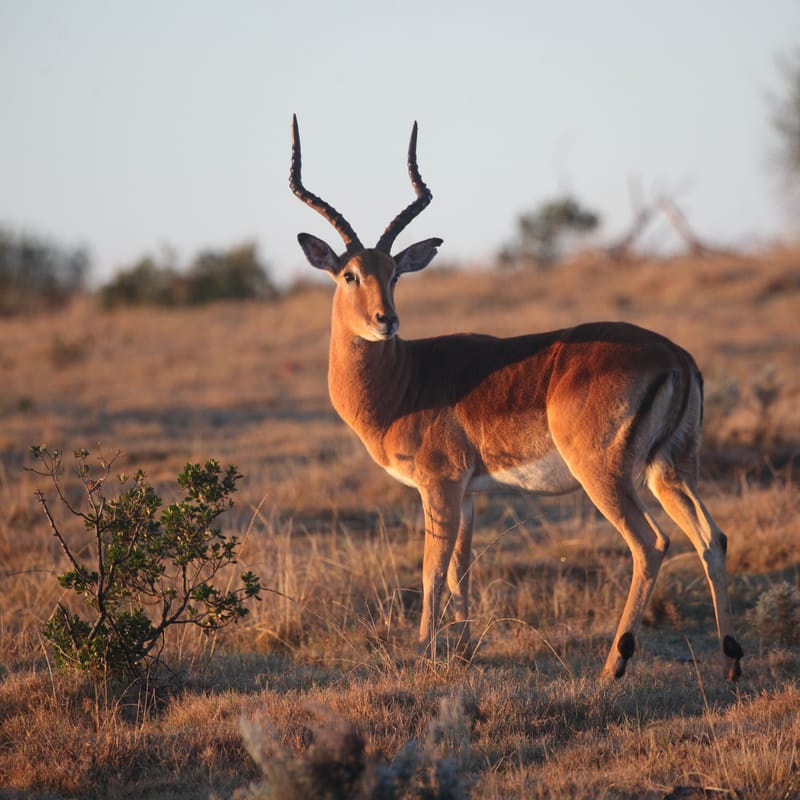 2. TOP de TOP : Animaux sauvages mis en carré (CCC)