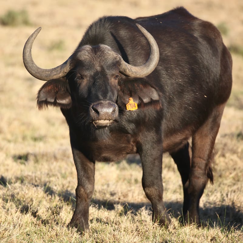 2. TOP de TOP : Animaux sauvages mis en carré (CCC)