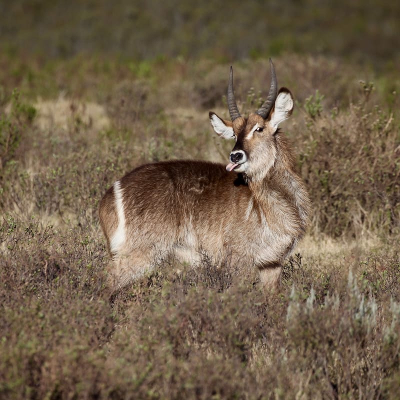 2. TOP de TOP : Animaux sauvages mis en carré (CCC)
