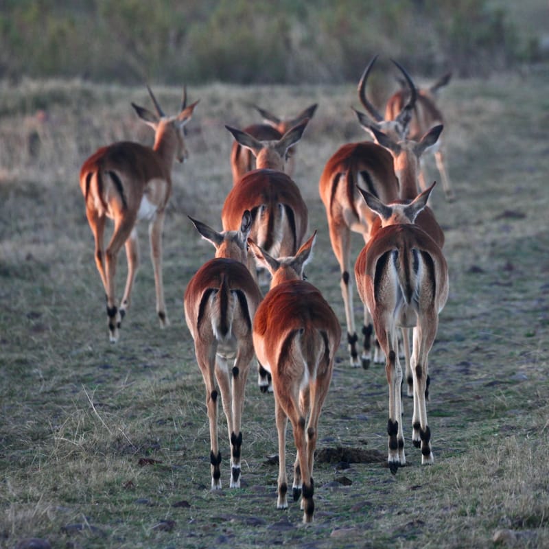 2. TOP de TOP : Animaux sauvages mis en carré (CCC)