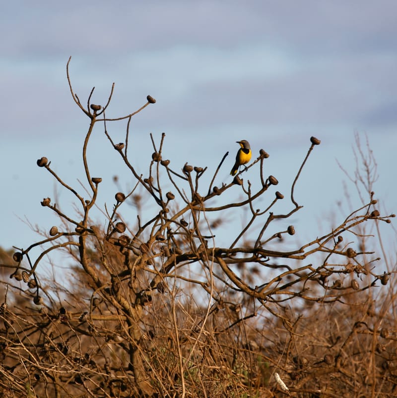 2. TOP de TOP : Animaux sauvages mis en carré (CCC)